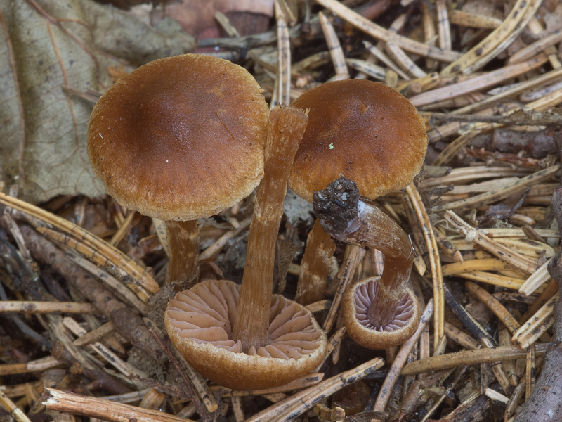 Cortinarius obscurosaniosus